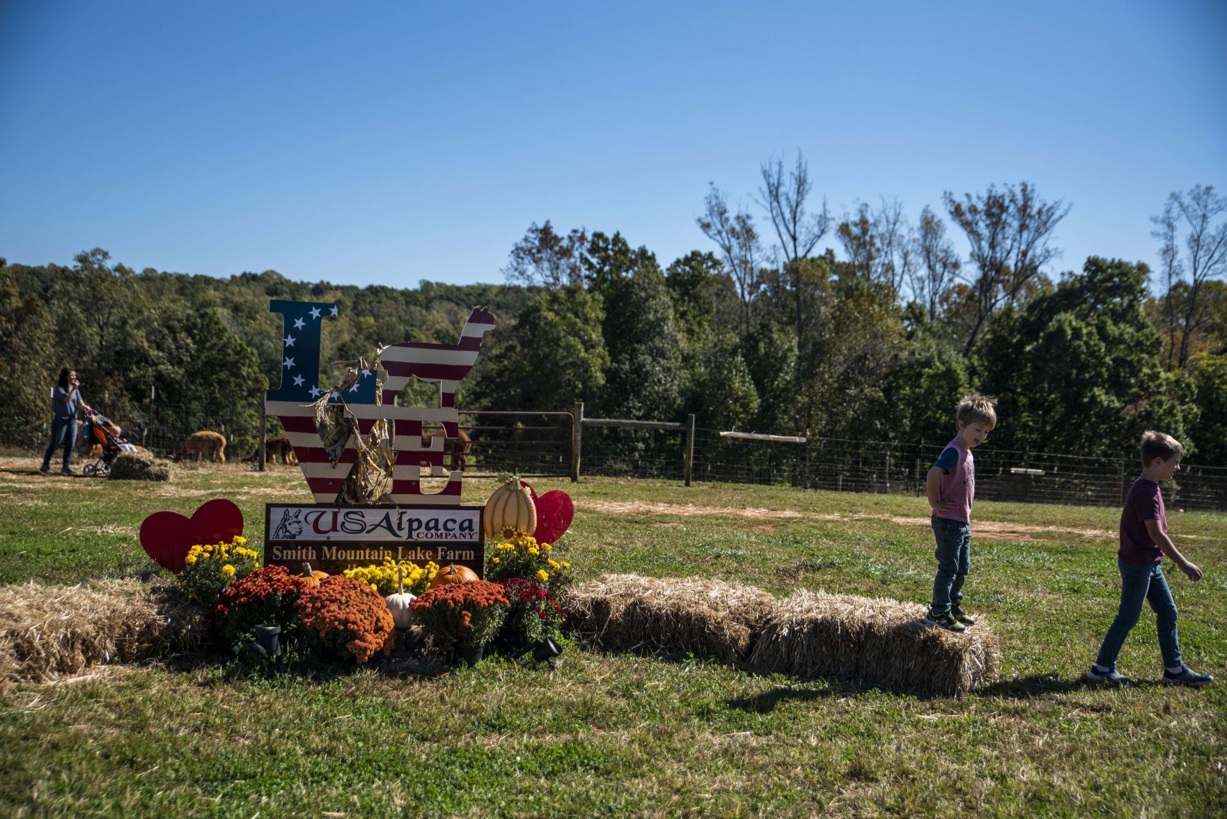 Smith Mountain Lake Alpaca Farm